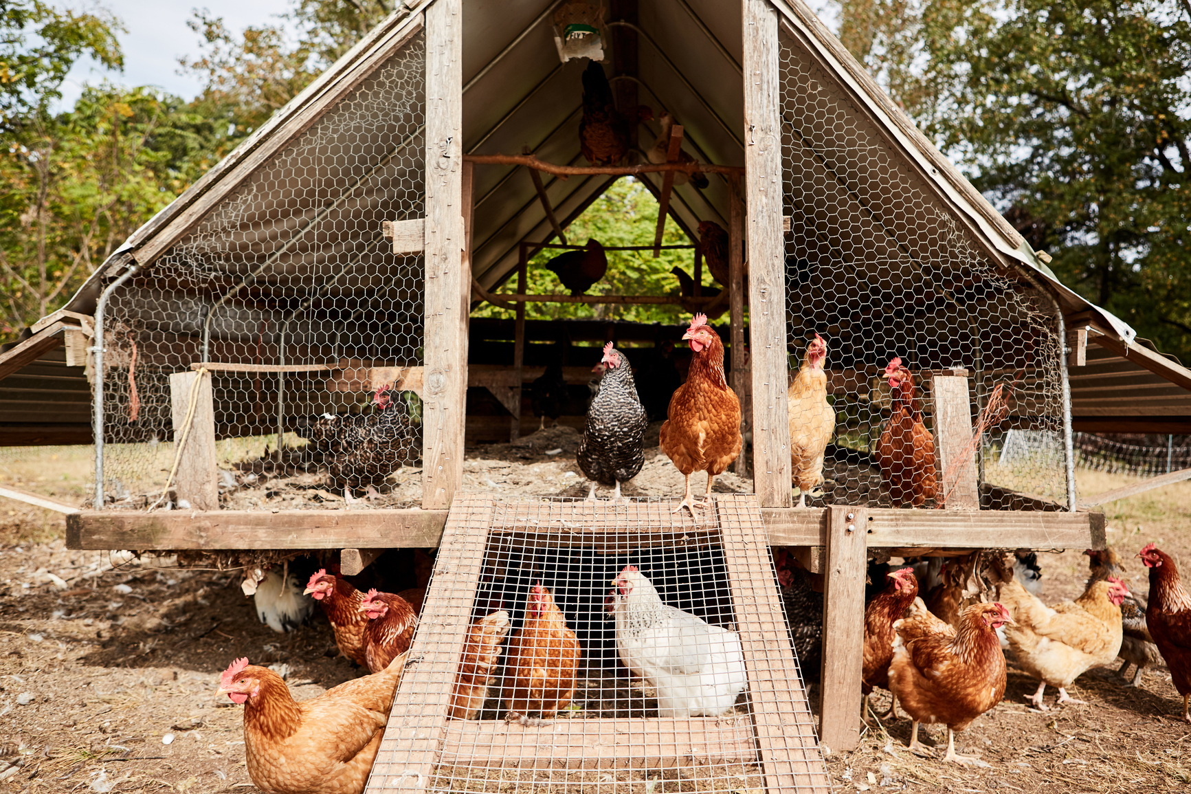 rent-to-own chicken coops